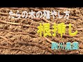 たらの木の増やし方　根挿し　邑南町　駒川農園　22.3.19