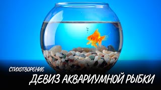 Девиз аквариумной рыбки #стих