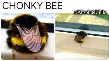 absolute units of the internet