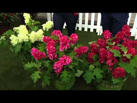Pink Flower Head Of Hydrangea Macrophylla Hamburg Amid Leaves
