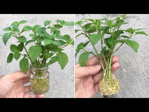 Tips to grow oregano by water, few people know