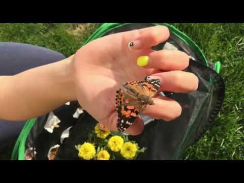 Soul Connexion: Mini Movers Butterfly Release