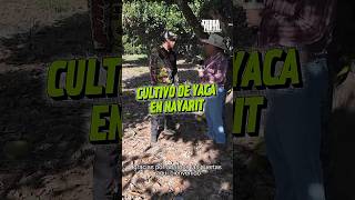 Conoce más a cerca del cultivo de Yaca desde San Blas en el estado de Nayarit 🤠