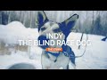 Indy the blind race dog  the story about an aspiring lead dog