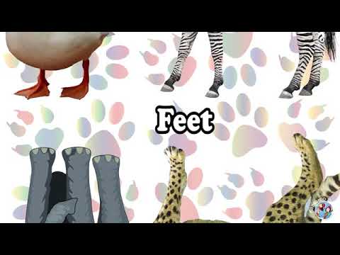 የእንሰሳት ድምፅ የህፃናት ትምህርት