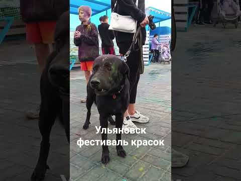 Фестиваль Красок в Ульяновске 2025. собачка #ульяновск #фестиваль #краски #последний #собака