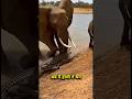 Mother Elephant Destroys Crocodile While Saving Calf In River Battle 🐘🐊🔥 #shorts