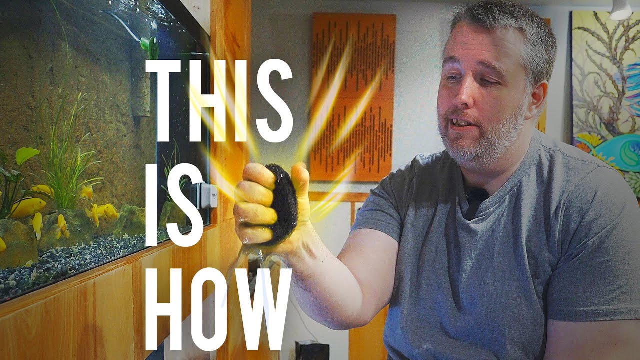 How to Properly Clean a Sponge Filter (Detailed Version) YouTube