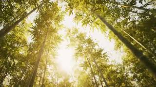 Baby Panda Bamboo Forest Surprise screenshot 4