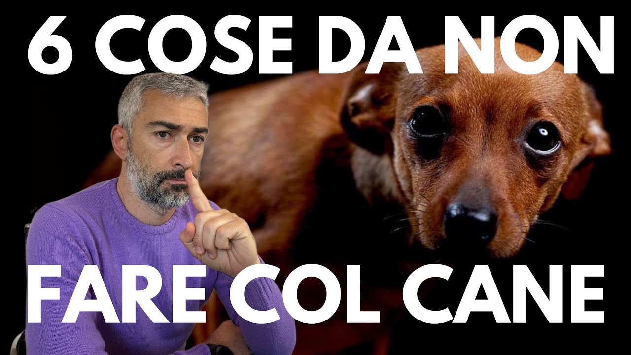 6 comportamenti umani che fanno paura al cane.