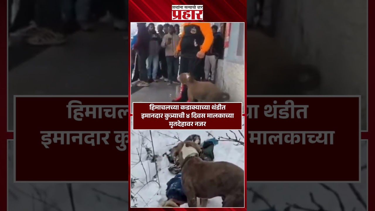 हिमाचलच्या कडाक्याच्या थंडीत इमानदार कुत्र्याची ४ दिवस मालकाच्या मृतदेहावर नजर..#prahaarshorts