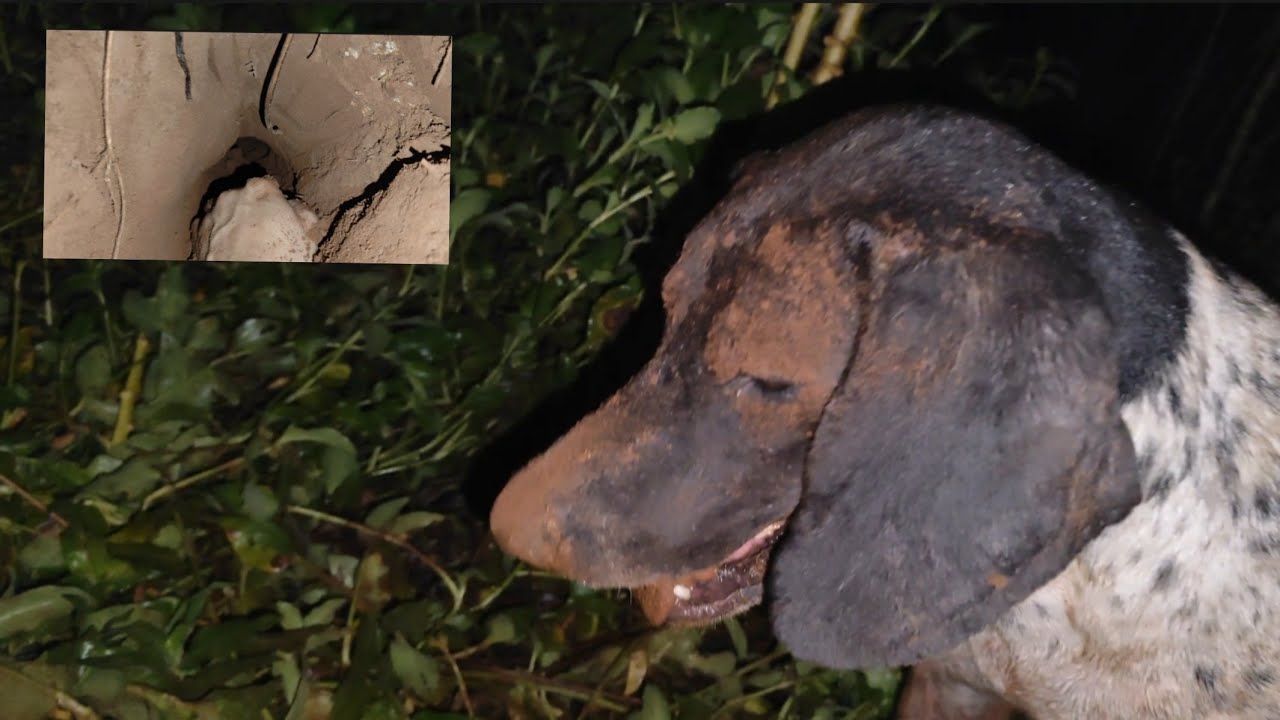 Voltando nas caçadas de tatu 🔥