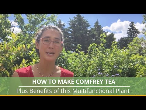 How To Make Comfrey Tea and Benefits of This Wonderful Plant