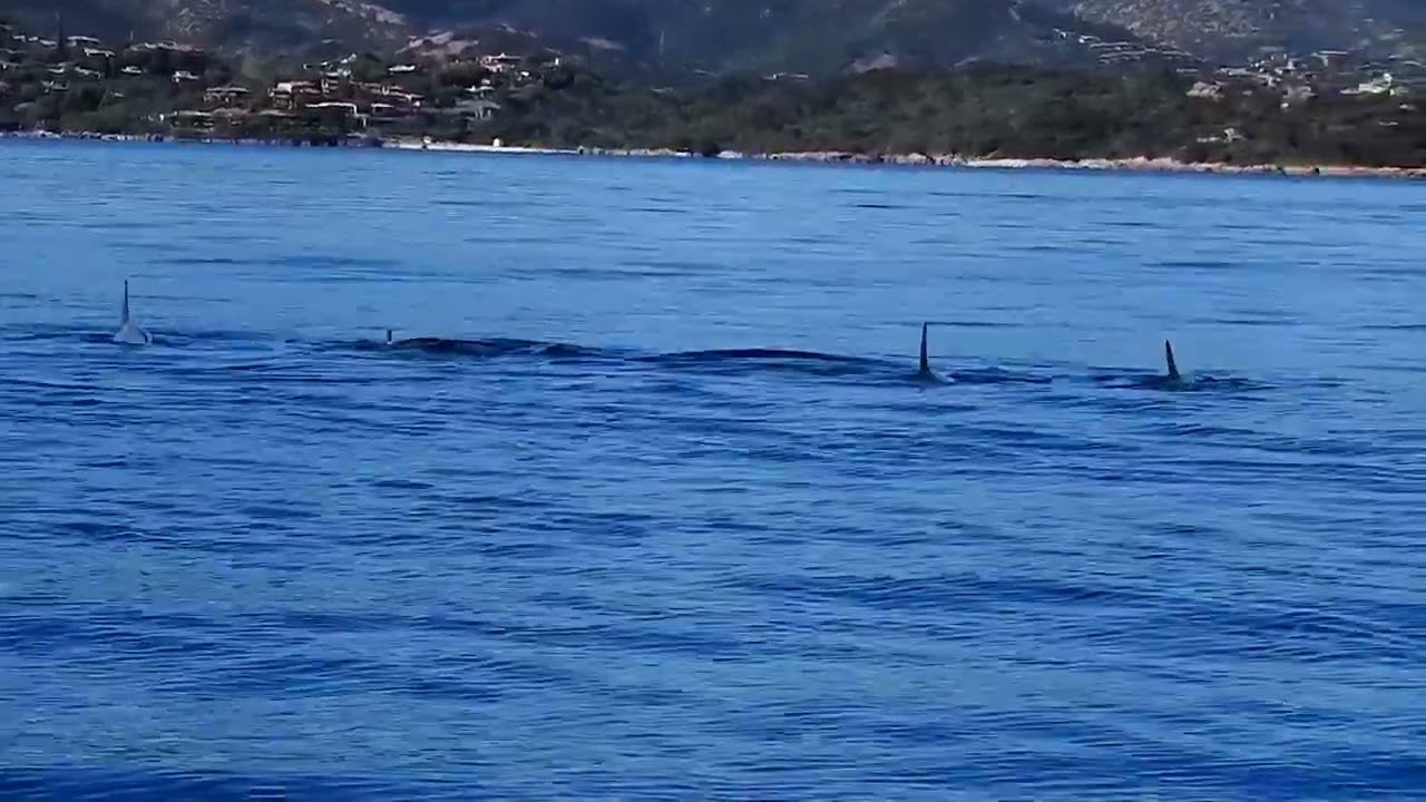 Emozione in Baia di Tavolara: incontriamo un branco di delfini tursiopi