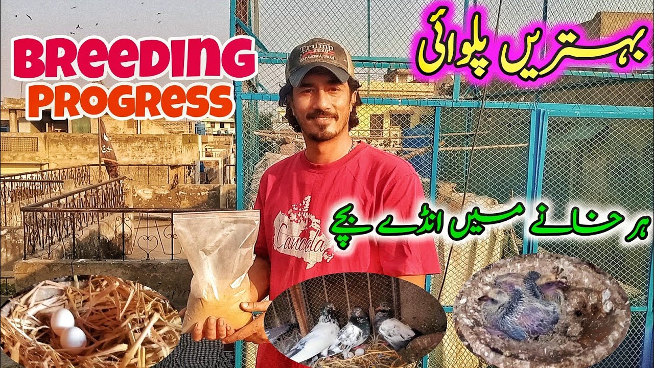 Breeding Progress 2026 | #highflyingpigeonclub #breedingprogress #breederpigeons 
