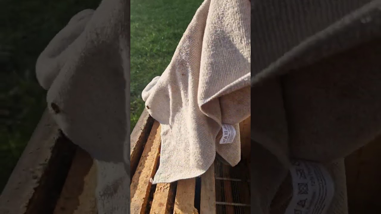 ALMANYA'da zayıf koloniyi kurtarma metodu-24 saat sonra