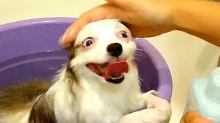 Funny Animals - A Funny Animal Videos Compilation 2016 [NEW HD]