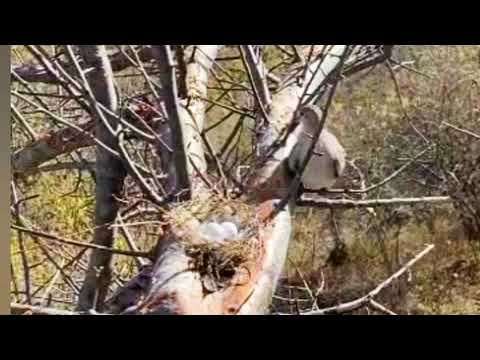 پرنده یاکریم شاتو طبیعت زیبای روستای سنگون سنگون مستند روستای سنگون 