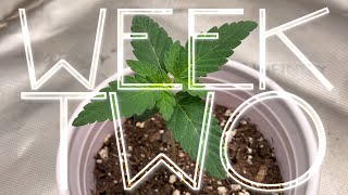 Let’s grow cannabis in a closet! Week two!
