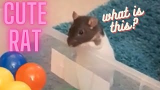 Our cute pet rat checking our her new ball pond #cuterats #petlove #pets #animals