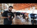 പശു വളർത്തൽ [ECO OWN MEDIA] Dairy farm in kerala