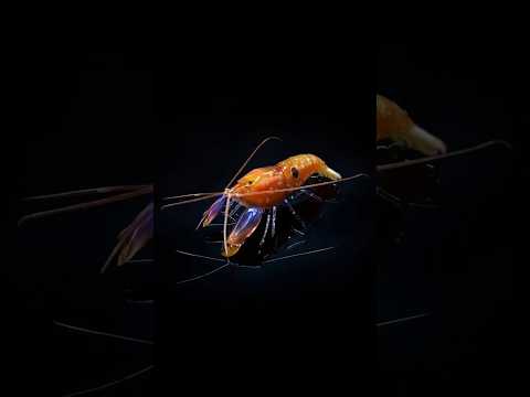 میگو هفتیر کش قدرتمند ترین موجودی که وجود داره