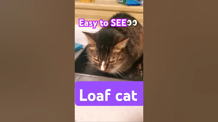 Video 7919421: tabby american shorthair, gray american shorthair, shorthair brown tabby, feline, funny cat