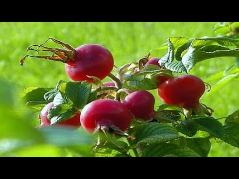 Video: Vilken frukt är bra för ledvärk?