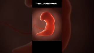 Fetus Development||Fetal Development ||Fetal growth||भ्रूण का विकास||study scienceviral shots