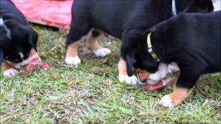 Greater Swiss Mountain Dog  puppies