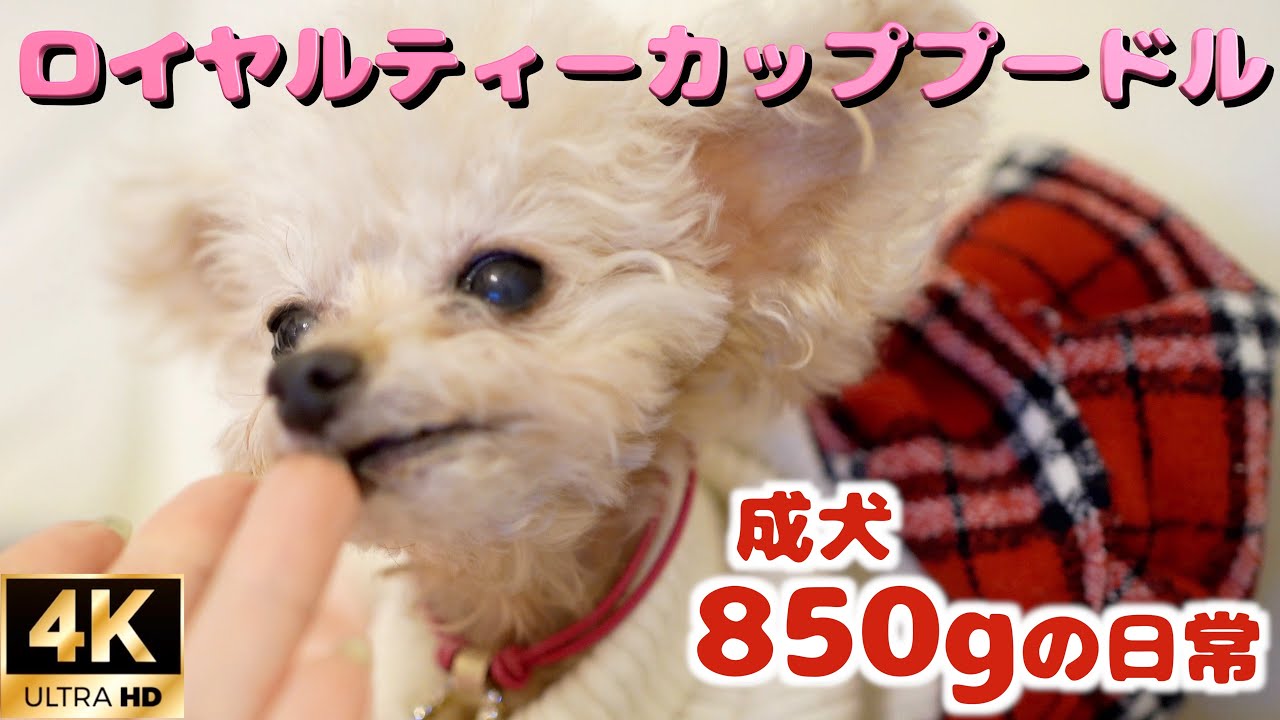 ロイヤルティーカッププードル 100万円の犬 850gの日常 世界で最も小さな犬 ティーカッププードル 犬 Toypoodle マイクロティーカップ Youtube