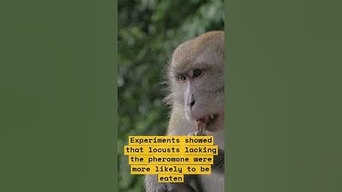 Young cannibals observed: Locust research for improved pest management