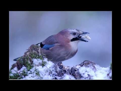 Eichelhher slideshow von Lothar Lenz