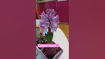 Гиацинт цветет и пахнет/ #shorts /#гиацинт /#цветы