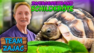 SELTENE Zwerg Breitrandschildkröte | Zoo Zajac by Zoo Zajac 2,275 views 1 month ago 5 minutes, 50 seconds