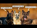 5 types of german shepherds and how to identify them