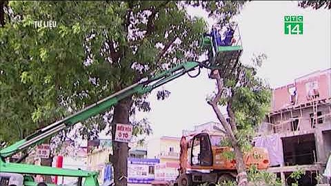Hà Nội: Cắt tỉa, thay thế cây sâu mục | VTC14