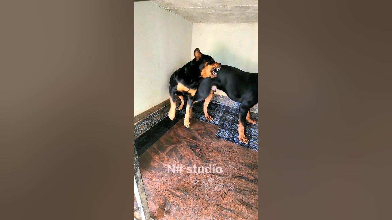 Rottweilers communication each other barking loud shortsfeed shorts 