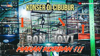 BON JOVI || BnR SATOE CUP : KONSER DI CIBUBUR, BANYAK MEMAKAN KORBAN !!!