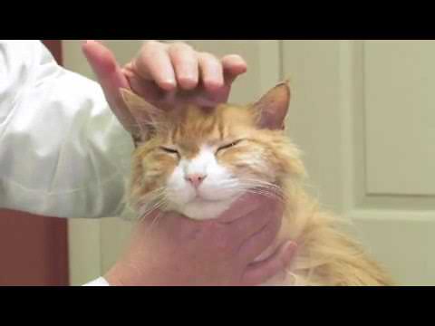 Video: How to Take Care of a Newborn Kitten: 13 Steps