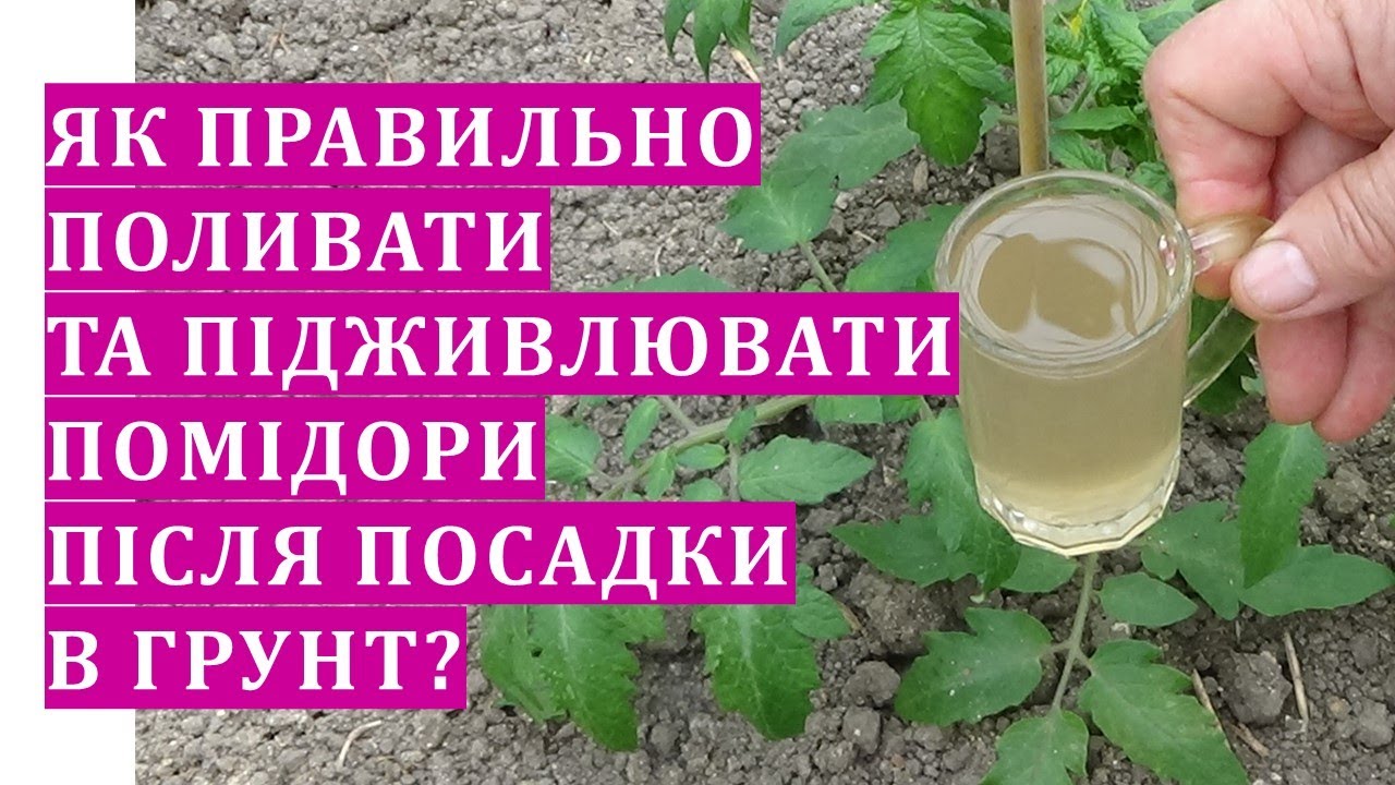 Як потрібно поливати помідори після посадки?