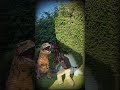 @khabylame dinosaurio 🦖⚠️