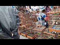 Cari Burung Konin Buat Master Murai Juwara Nya Putra Kicau Mp3 - Mp4 Download