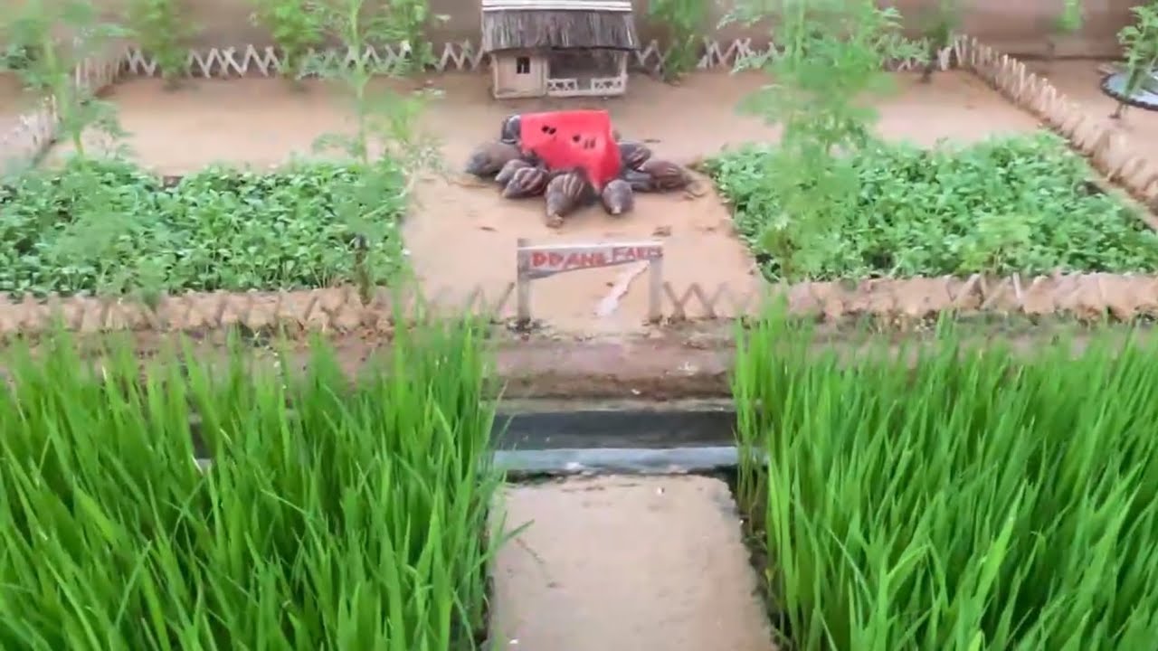 Snail eating watermelon on small farm