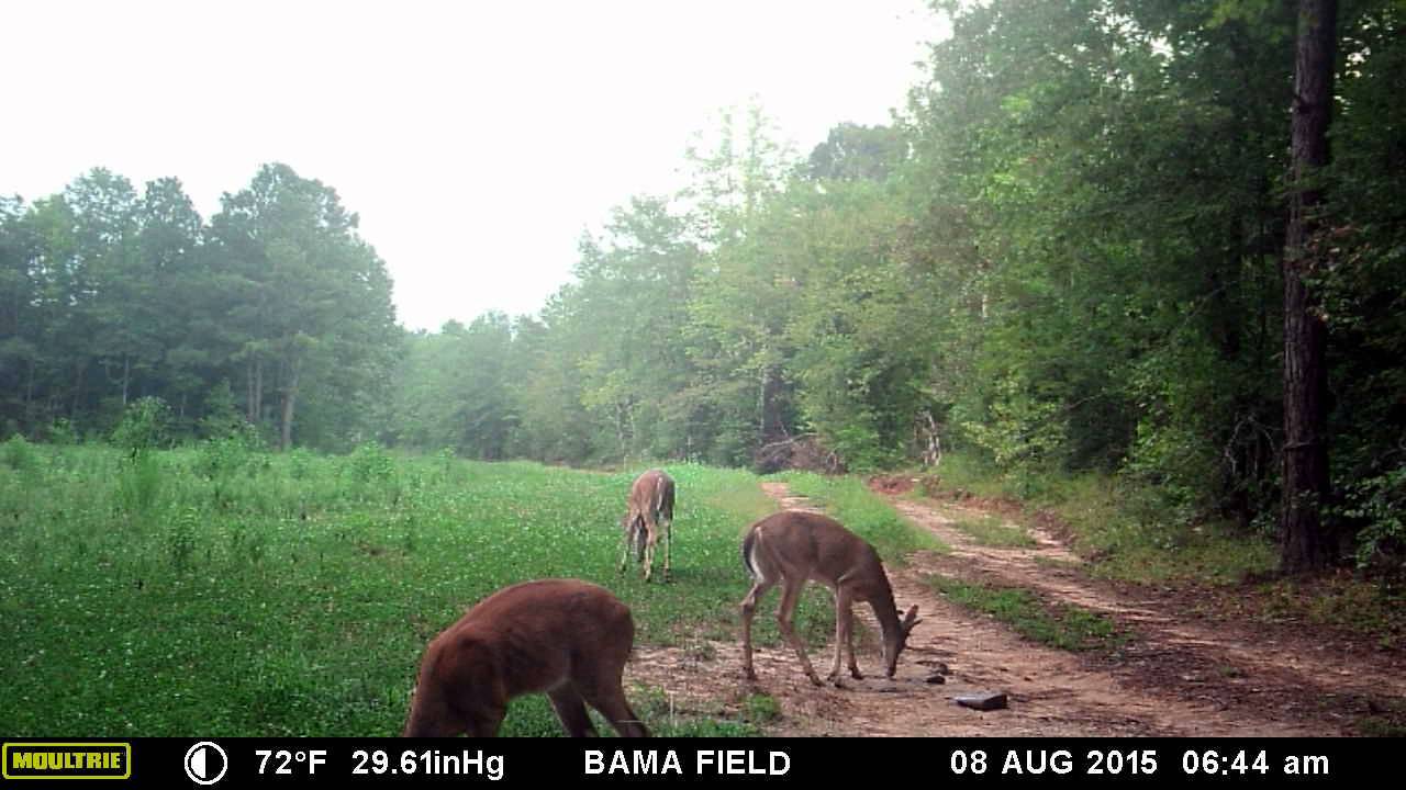 Daytime 8 at Triple Forks Hunting. YouTube