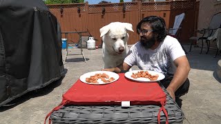 Dog Vs. Human: Hot Dog Eating Competition!! by Sultan Brar 2,084 views 3 years ago 2 minutes, 17 seconds