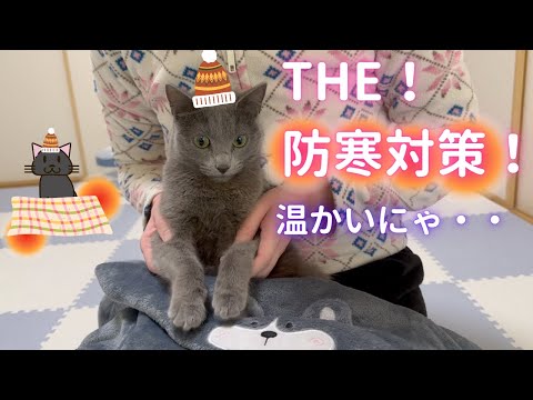 極寒に備える猫（ロシアンブルー）