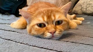 картинка: Забавный котик спит на диване в необычной позе