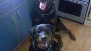 2 Rottweilers And 2 Staffordshire Bull Terriers