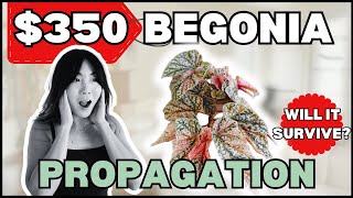 видео: Можно ли сэкономить и приумножить бегонию за 350 долларов? Размножение. Часть 1 | Уход за комнатн... картинка: Можно ли сэкономить и приумножить бегонию за 350 долларов? Размножение. Часть 1 | Уход за комнатн...